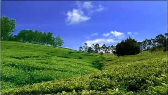 worlds finese tea estates